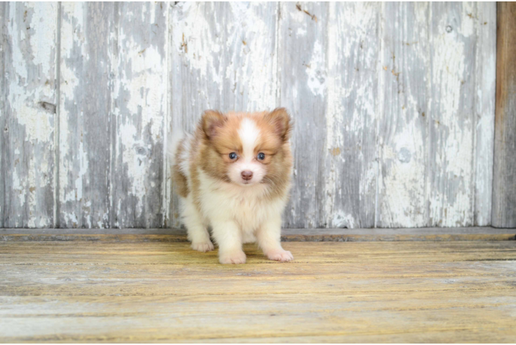 Funny Pomeranian Purebred Pup