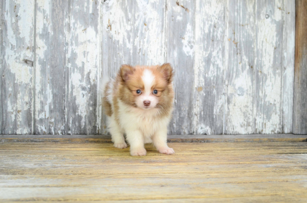 Funny Pomeranian Purebred Pup