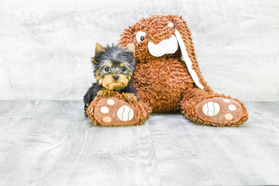 Meet Victoria - our Yorkshire Terrier Puppy Photo 