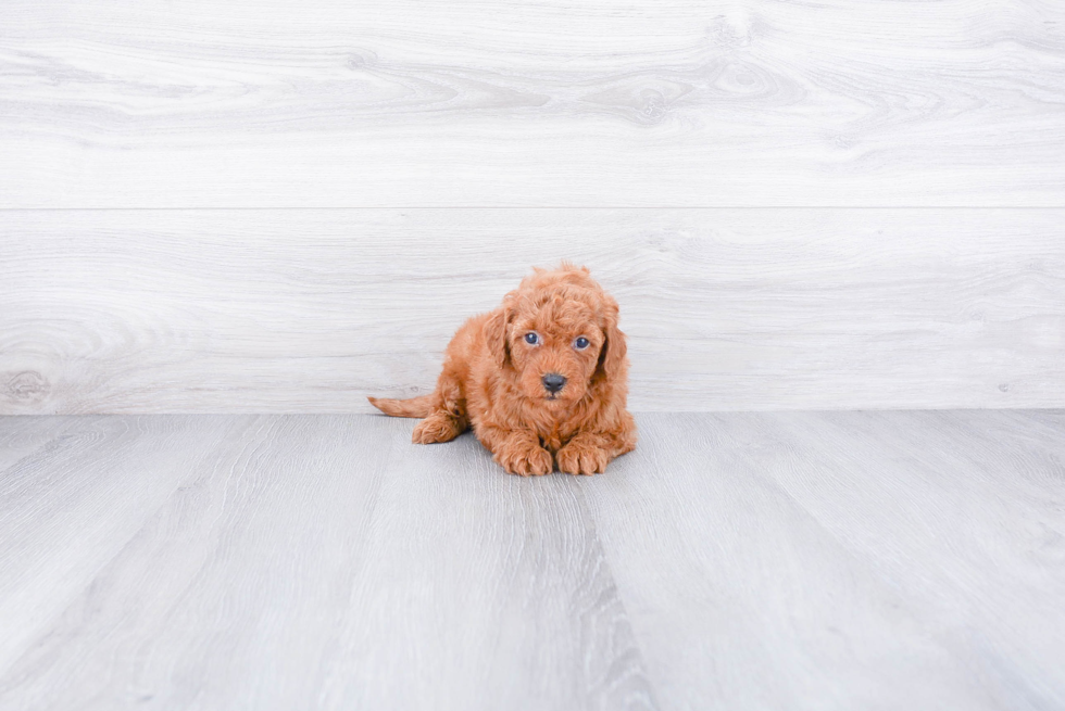 Small Mini Goldendoodle Baby