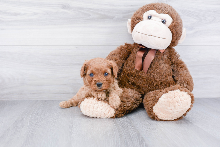 Popular Cavapoo Poodle Mix Pup