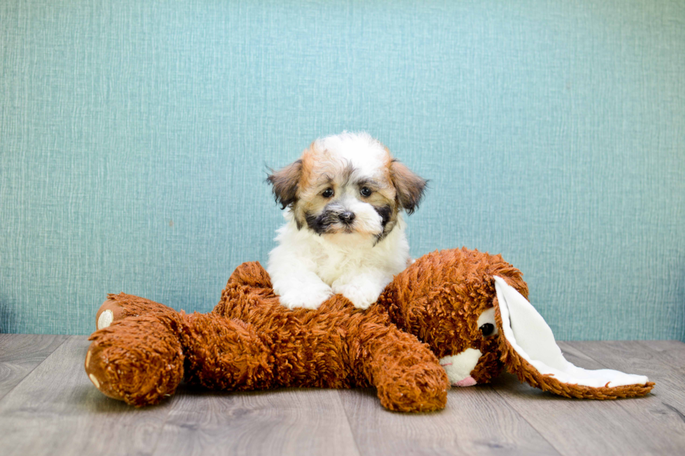 Havanese Pup Being Cute