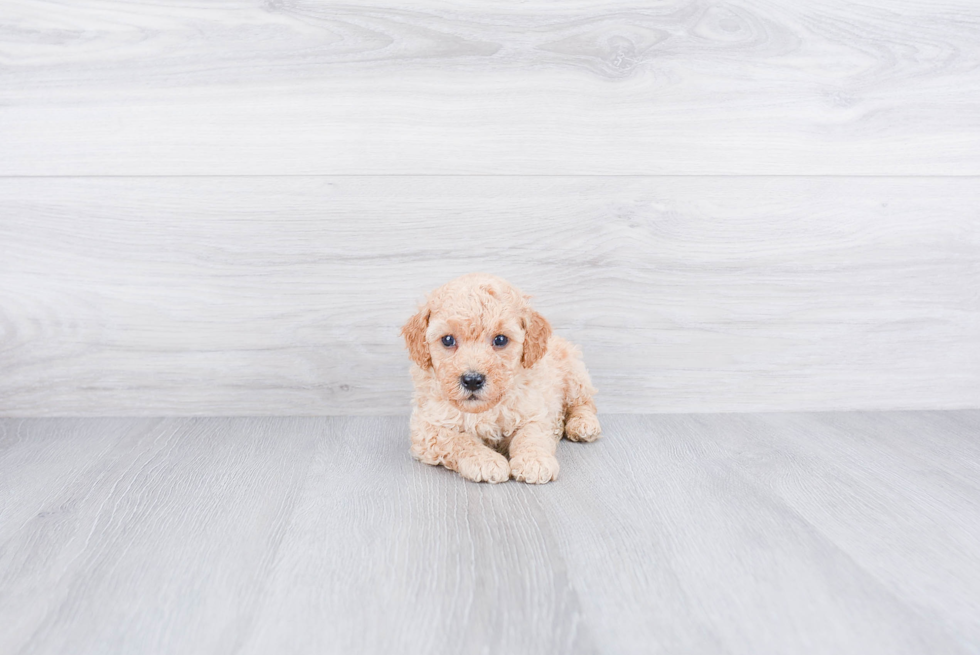 Poodle Puppy for Adoption