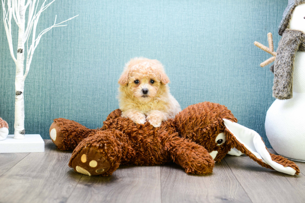 Happy Cavapoo Baby