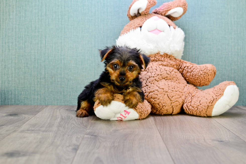 Meet Jeremy - our Yorkshire Terrier Puppy Photo 