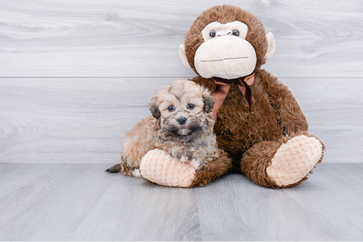 Fluffy Teddy Bear Designer Pup