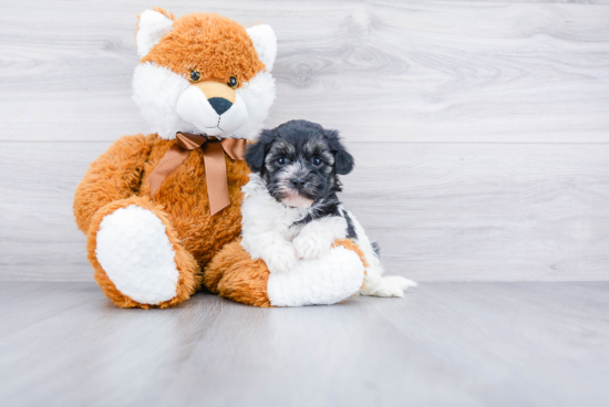 Havanese Puppy for Adoption