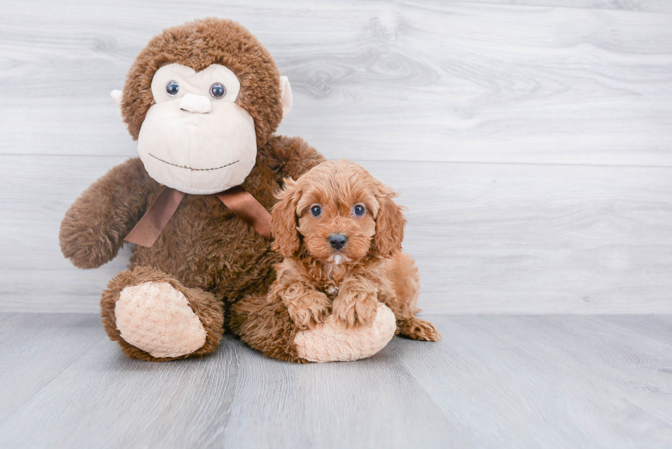 Petite Cavapoo Poodle Mix Pup