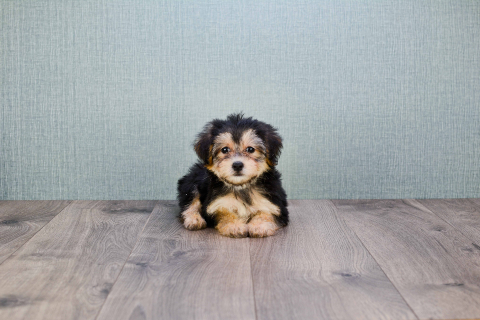 Morkie Puppy for Adoption