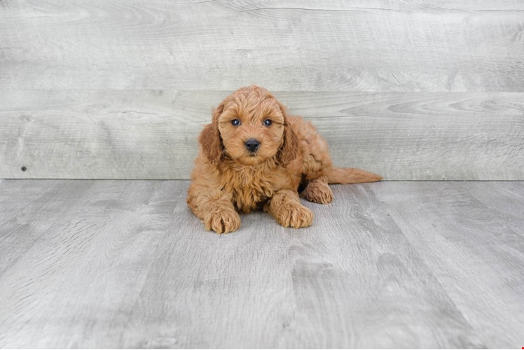 Mini Goldendoodle Pup Being Cute