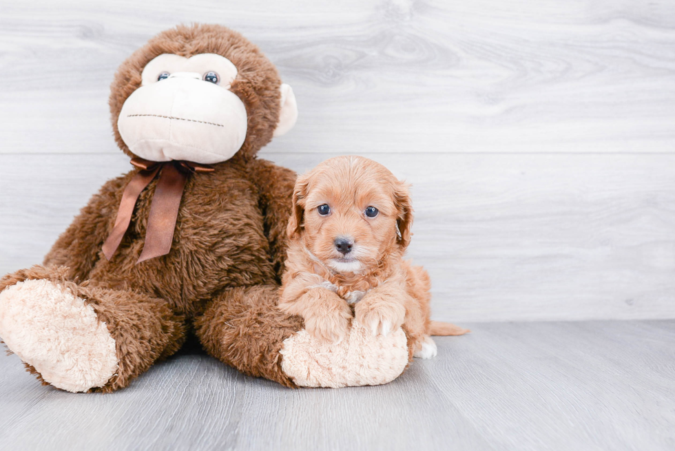 Cavapoo Pup Being Cute