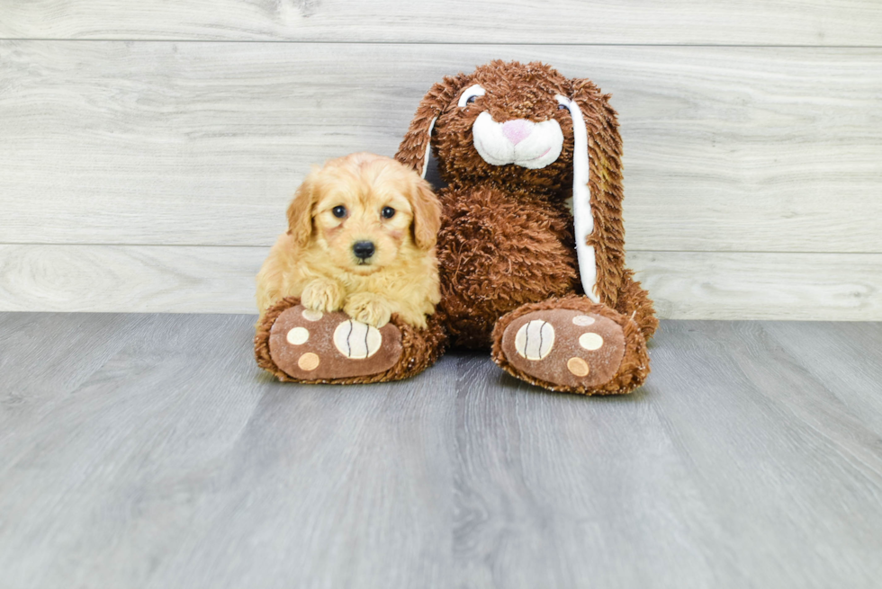 Mini Goldendoodle Puppy for Adoption