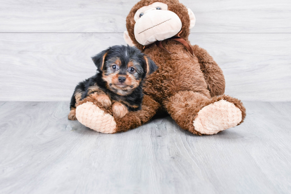 Meet Twix - our Yorkshire Terrier Puppy Photo 