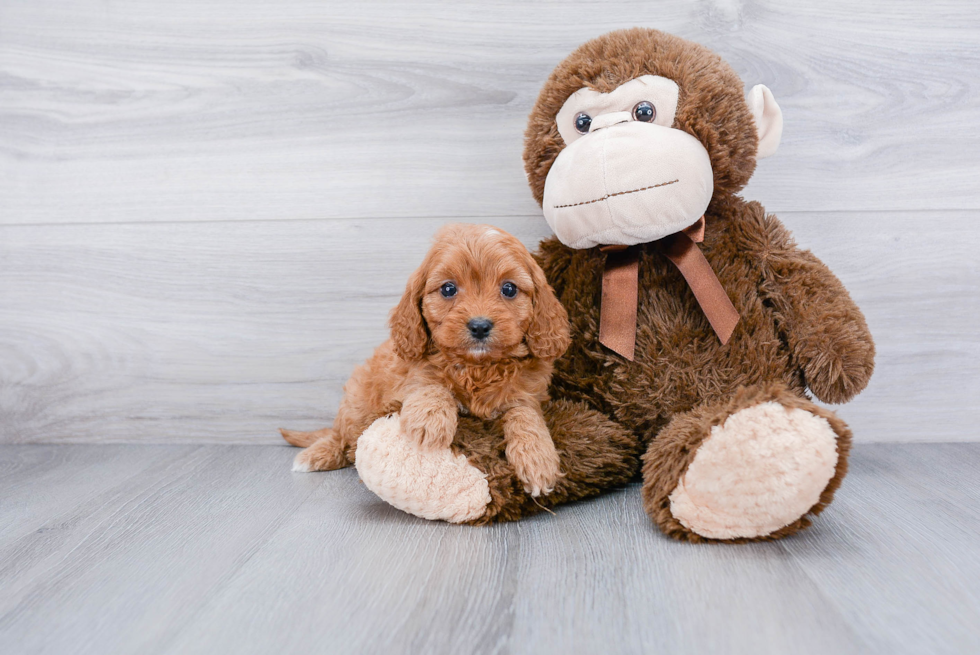 Fluffy Cavapoo Poodle Mix Pup