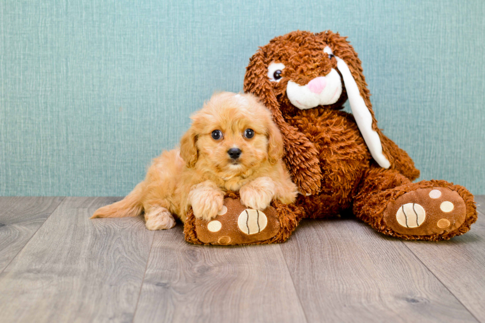 Best Cavapoo Baby