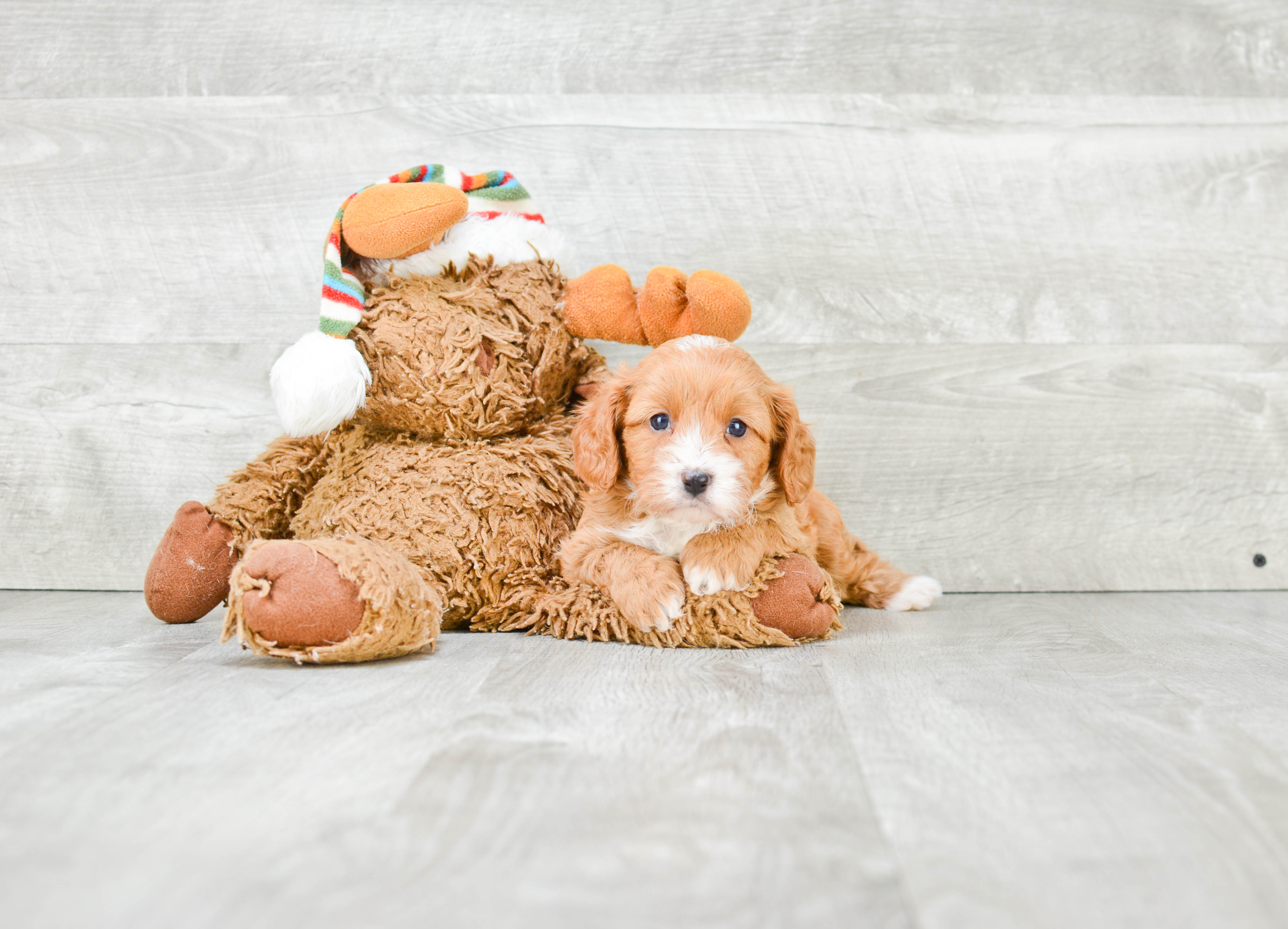 Funny Cavapoo Poodle Mix Pup
