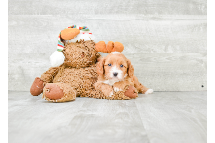 Funny Cavapoo Poodle Mix Pup