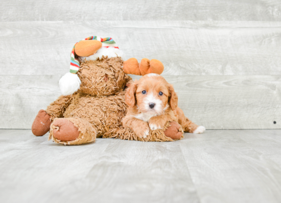 Funny Cavapoo Poodle Mix Pup