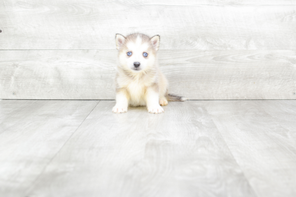 Pomsky Puppy for Adoption