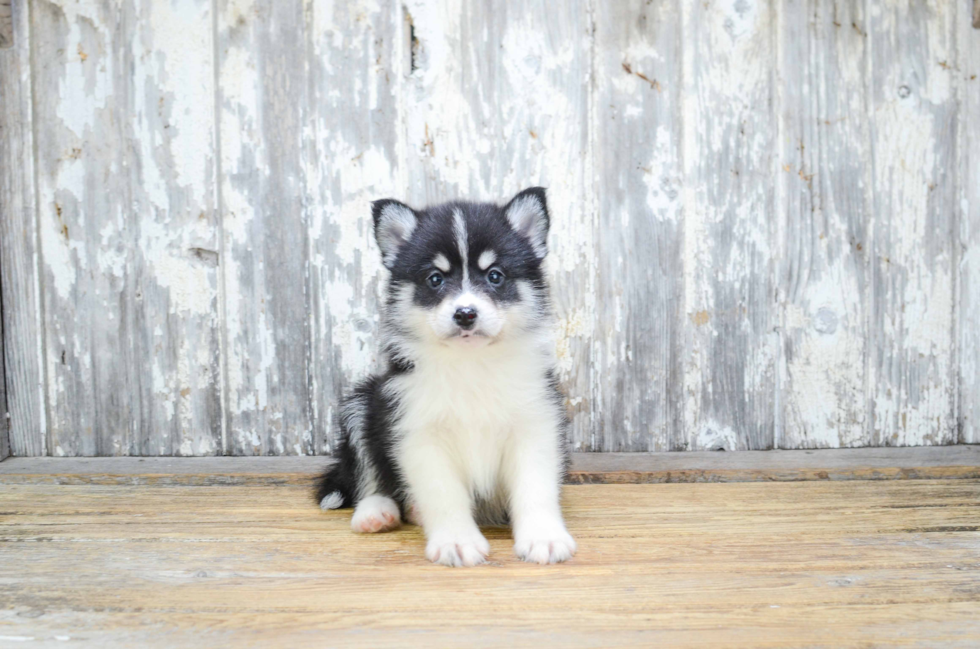 Pomsky Puppy for Adoption