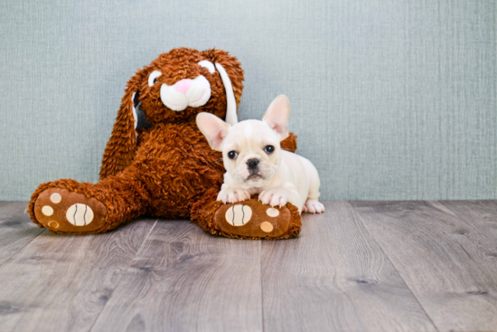 Hypoallergenic French Bulldog Purebred Pup