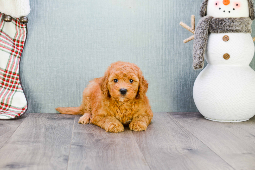 Energetic Golden Retriever Poodle Mix Puppy