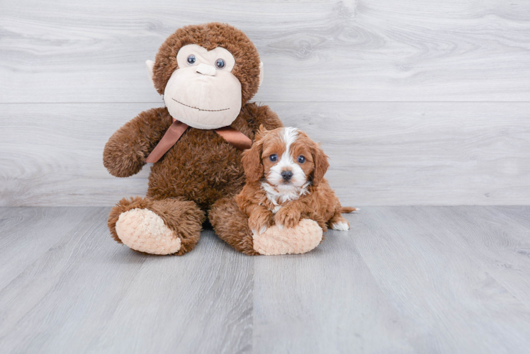 Sweet Cavapoo Baby