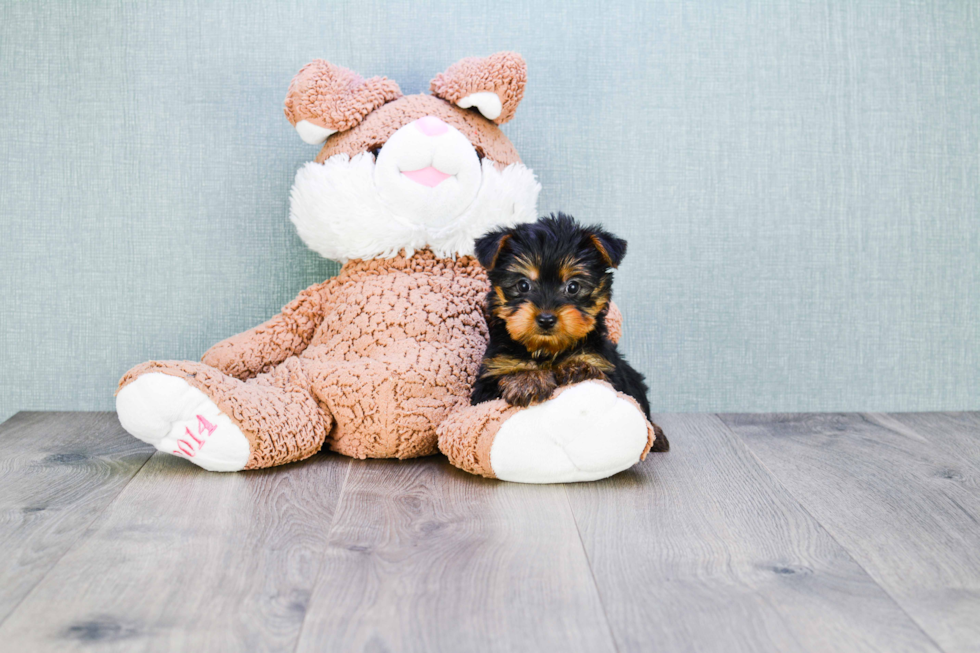 Meet Nugget - our Yorkshire Terrier Puppy Photo 