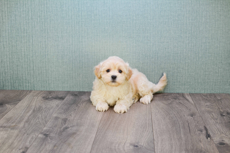 Maltipoo Pup Being Cute