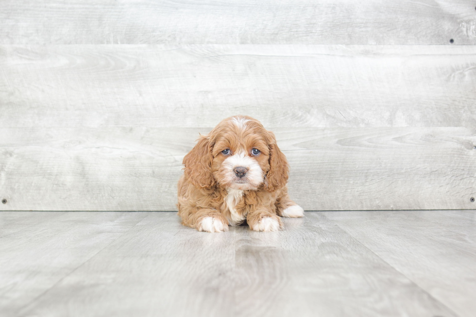 Cute Cockapoo Baby