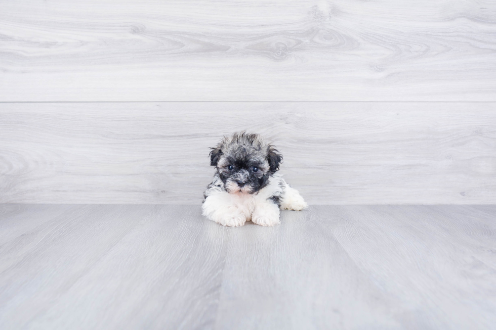 Little Havanese Purebred Pup