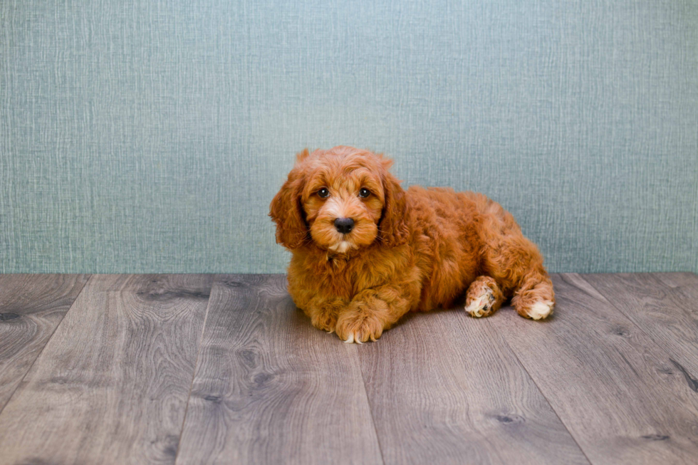 Mini Goldendoodle Puppy for Adoption