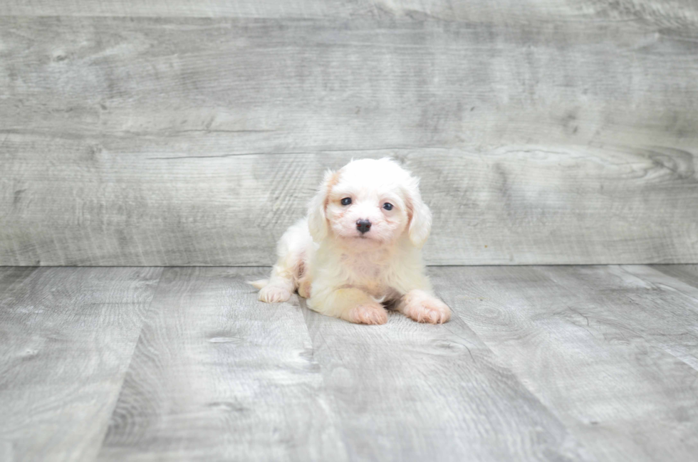 Cavachon Pup Being Cute