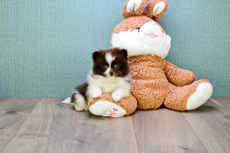 Hypoallergenic Pomeranian Baby