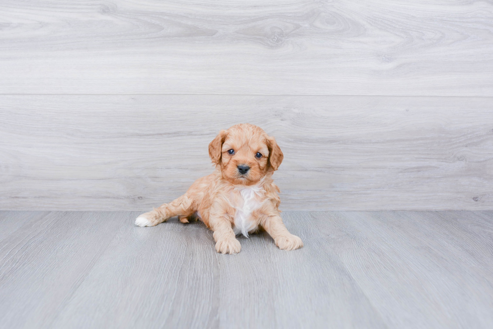 Cavapoo Puppy for Adoption