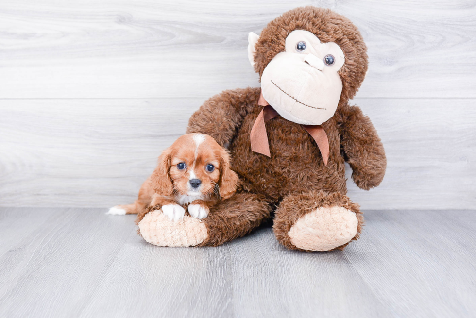 Cavalier King Charles Spaniel Pup Being Cute