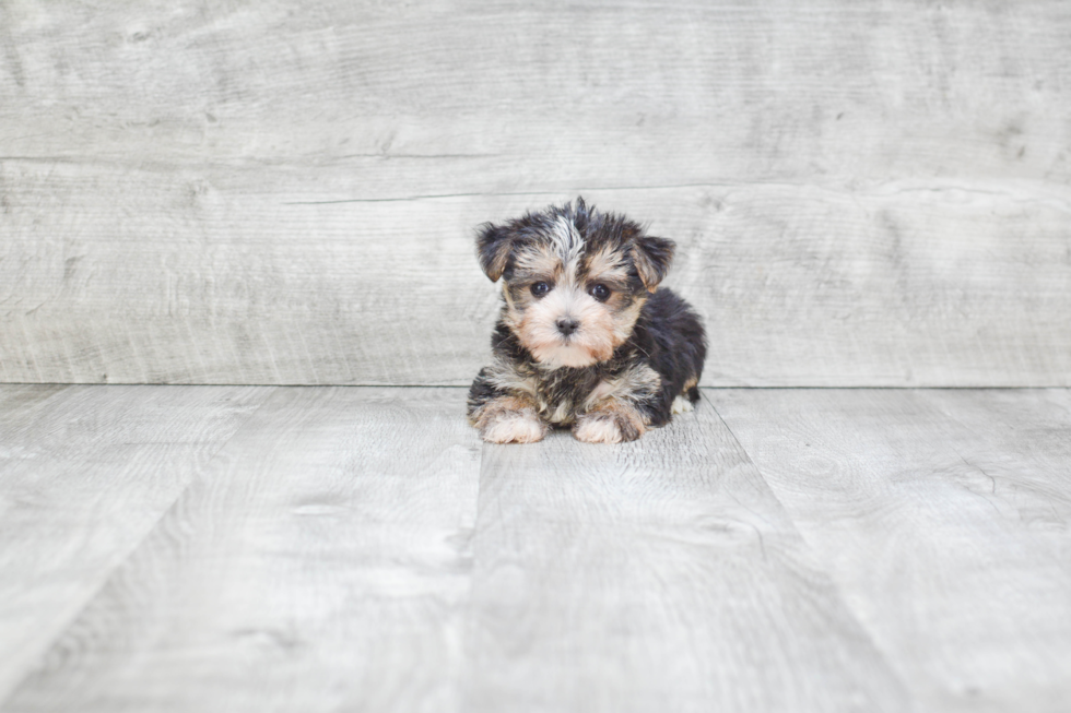 Cute Morkie Baby