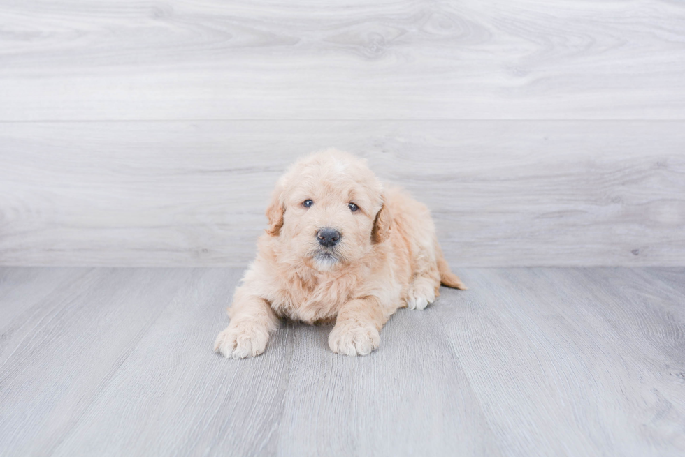 Hypoallergenic Golden Retriever Poodle Mix Puppy