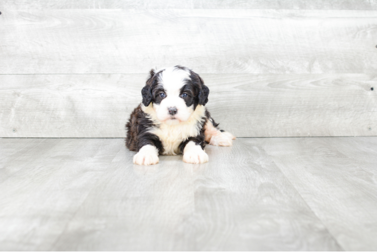 Best Mini Bernedoodle Baby