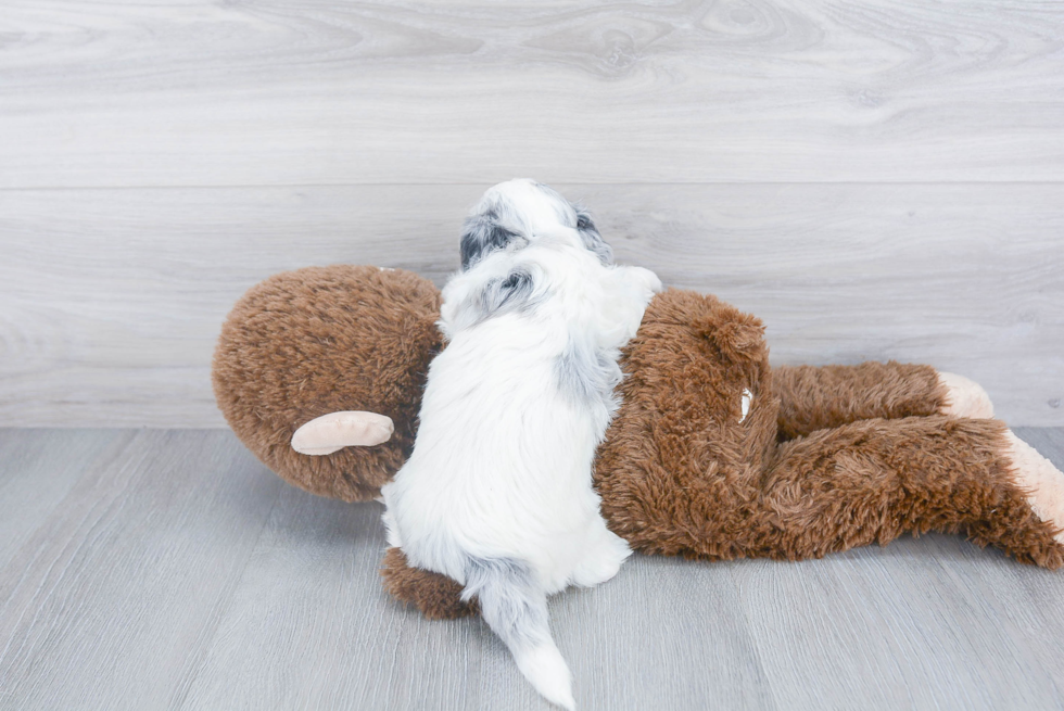 Shih Poo Pup Being Cute