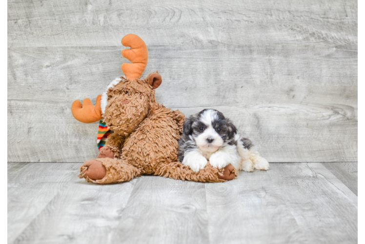 Popular Havanese Purebred Pup