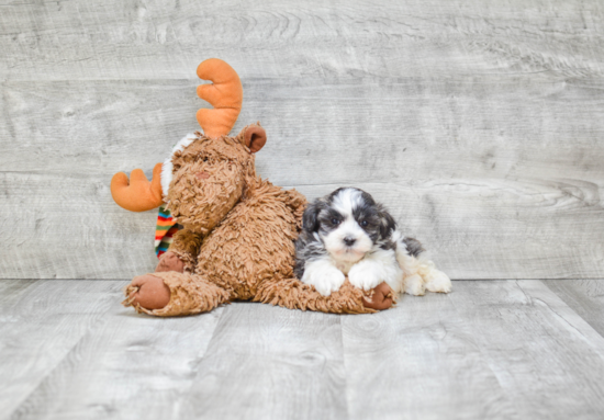 Popular Havanese Purebred Pup