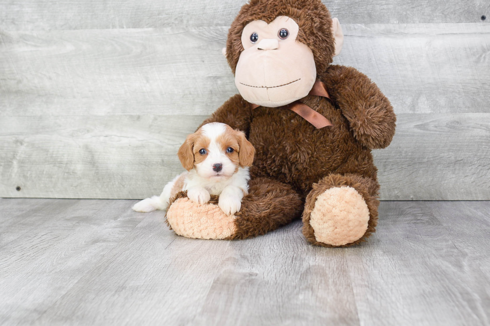 Cavachon Puppy for Adoption