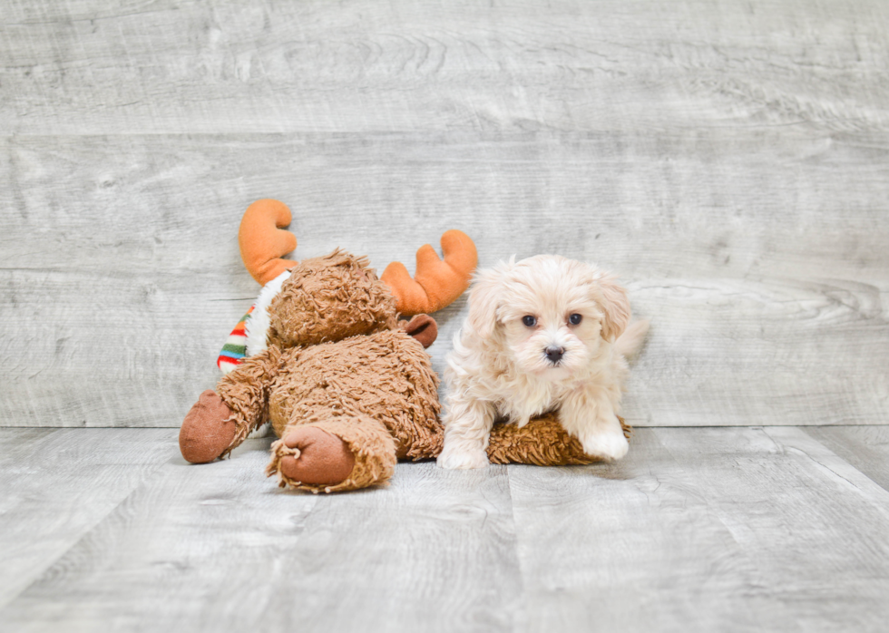 Playful Maltese Poodle Poodle Mix Puppy