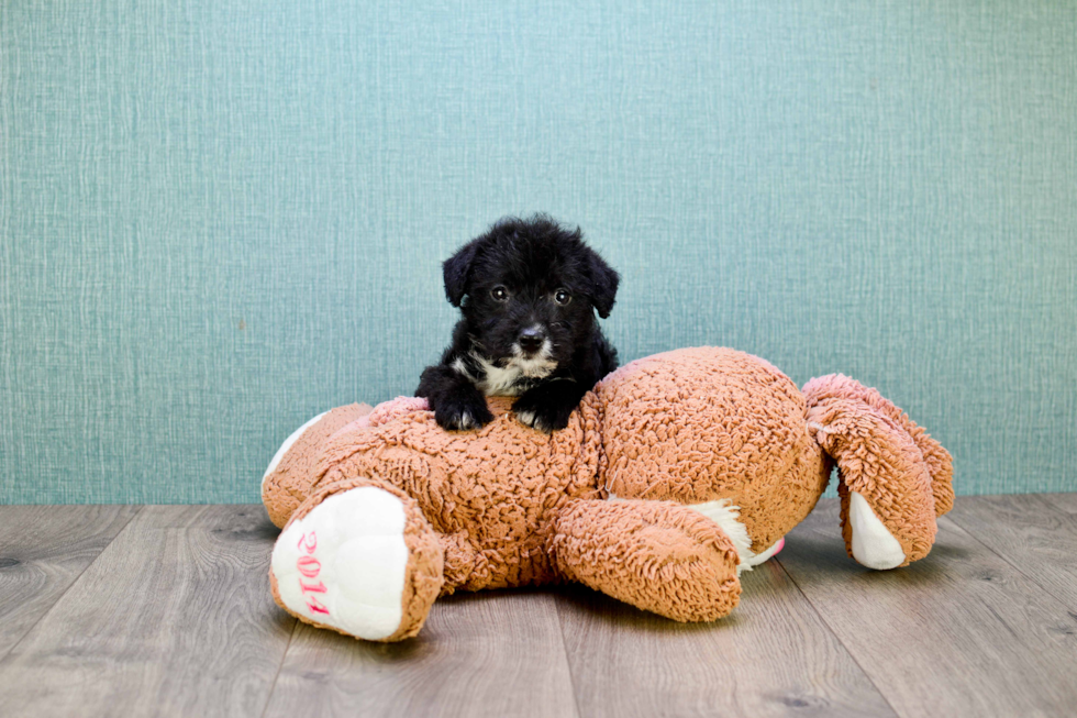 Yorkie Poo Pup Being Cute