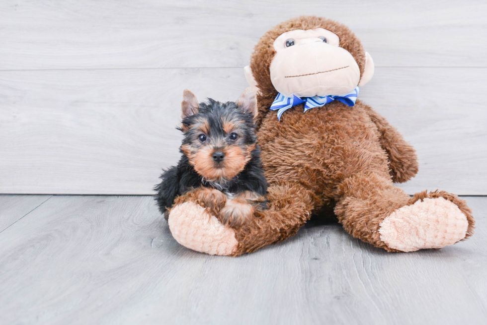 Meet Rascal - our Yorkshire Terrier Puppy Photo 