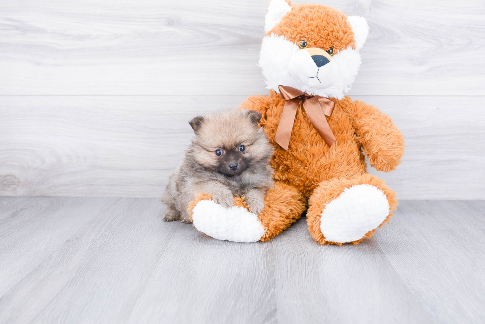 Best Pomeranian Baby