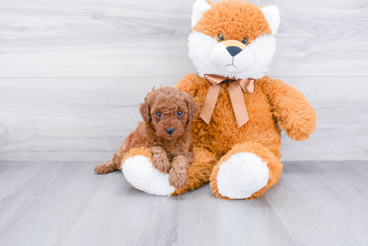 Best Mini Goldendoodle Baby