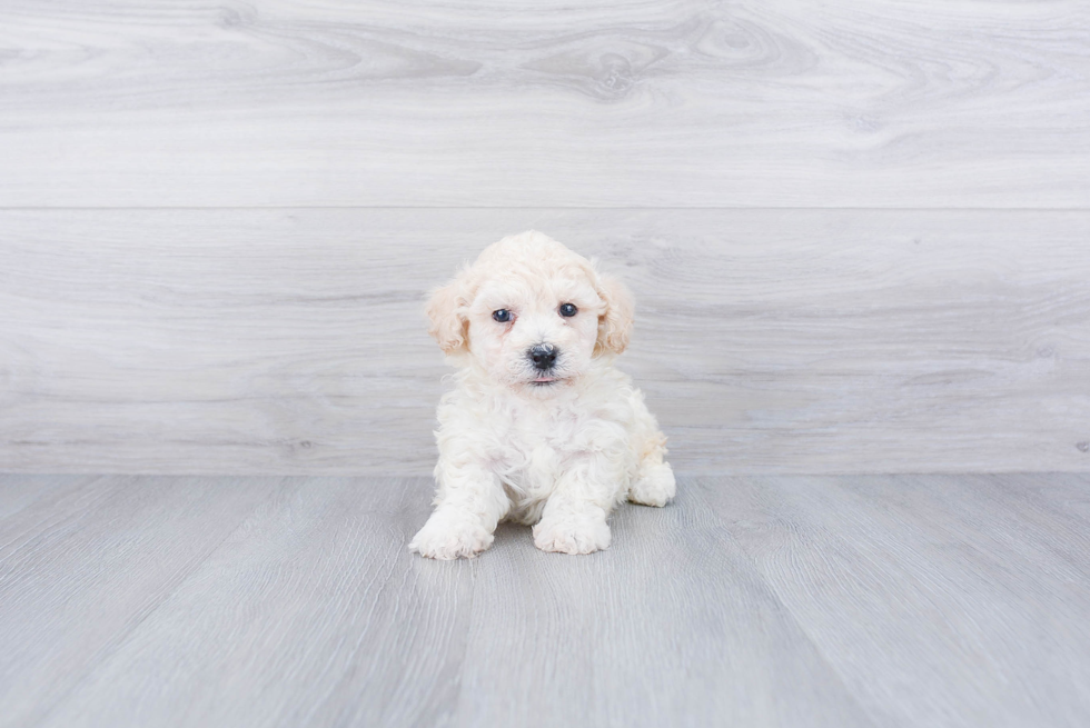 Petite Maltipoo Poodle Mix Pup