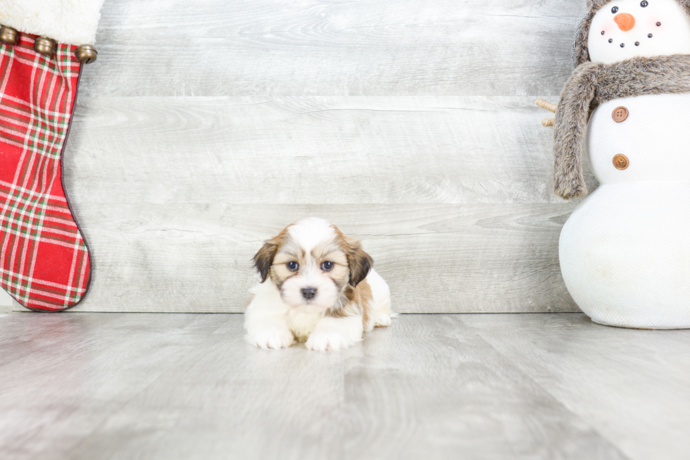 Teddy Bear Pup Being Cute